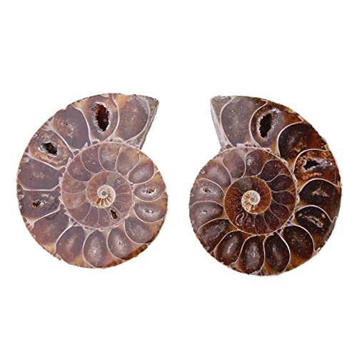 2 Stück Ammonit-Fossil-Probe Ammonit Echte Dinosaurier-Fossilien Shell Madagaskar Natursteine ​​und Mineralien Lehrproben Mineralprobe (4cm)(Diameter 4cm) von Walfront
