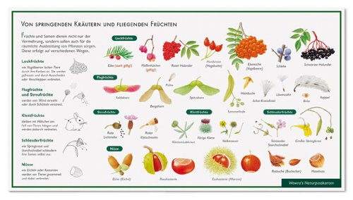 Früchte und ihre Verbreitung - Von springenden Kräutern und fliegenden Früchten - Wawra Naturpostkarte Nr. 27 zum Entdecken, Beobachten, Bestimmen - 22 cm x 12 cm von Wawra