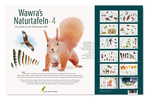 Wawra´s Naturtafeln Set 4 - mit 12 Lerntafeln im A3-Format zum Entdecken, Beobachten, Bestimmen - 41,6 x 27 cm von Wawra