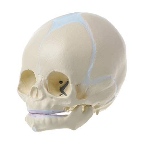 1:1 menschliches fetales Baby Säugling medizinischer Schädel Anatomisches Skelett Modell Teaching Su von Wayfadacc