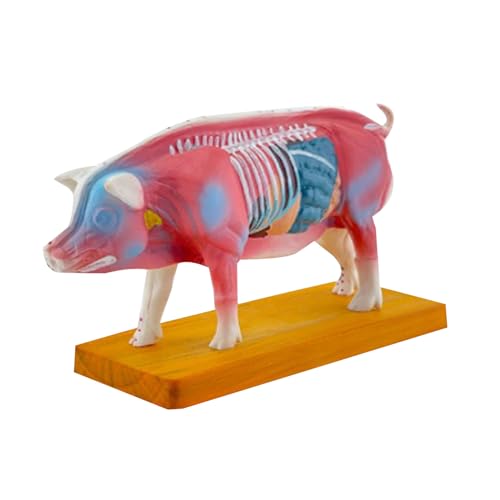 Anatomiemodell für und Moxibustion Tier Anatomie Modell Anatomie Modell Organe Lehre Prop von Wayfadacc