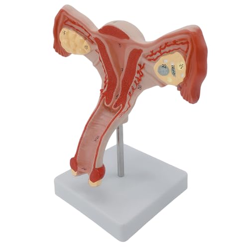 Weibliches Beckenanatomie-Modell, Klassenzimmer, Lehrwerkzeug, anatomisches weibliches Genital- und Eierstockmodell für Demonstrationen, Vorlesung Weibliches Beckenanatomie-Modell, Klassenzimmer, Lehrwerkzeug, anatomisches weibliches Genital- und Eierstockmodell für Demonstrationen, Vorlesung von Wayfadacc