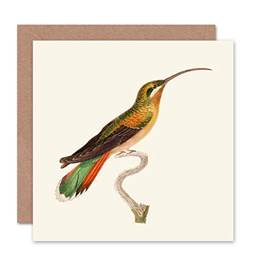 Wee Blue Coo CARD GREETING BIRD HUMMINGBIRD CUVIER FEMALE RUFOUS BELLY GIFT von Wee Blue Coo