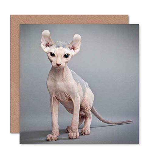 Wee Blue Coo Sphynx Kätzchen Haustier Porträt Tier Geburtstagskarte von Wee Blue Coo