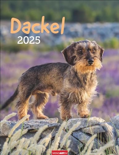 Dackel Kalender 2025: Jahres-Wandkalender 2025 mit Platz für Notizen und Termine. Foto-Kalender für Hundefans und Dackelliebhaber. Bildkalender im Hochformat 30 x 39 cm (Tierkalender Weingarten) von Weingarten