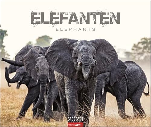 Elefanten - Kalender 2023 - Weingarten-Verlag - Fotokalender - Wandkalender mit beeindruckenden Naturfotos - 55 cm x 46 cm, multicolor von Weingarten