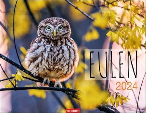 Eulen - Kalender 2024 - Weingarten-Verlag - Fotokalender - Wandkalender mit einzigartigen Eulen-Porträts - 44 cm x 34 cm von Weingarten