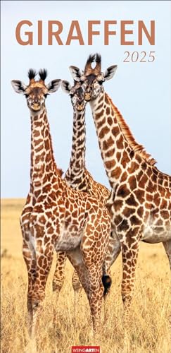 Giraffen Kalender 2025: XL Hochformat. Die beliebten Tiere in einem länglichen Kalender porträtiert. Wandkalender für Tierfreunde. Großformat 33 x 68 cm (Tierkalender Weingarten) von Weingarten