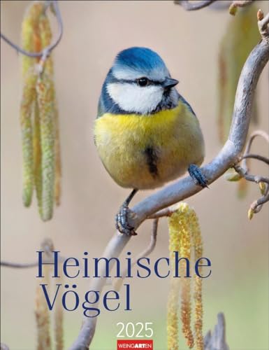 Heimische Vögel Kalender 2025: Wandkalender mit 12 Fotografien heimischer Vogelarten. Tier-Kalender 2025 zum Aufhängen. Foto-Kalender mit Monatsübersicht. 30 x 39 cm (Tierkalender Weingarten) von Weingarten