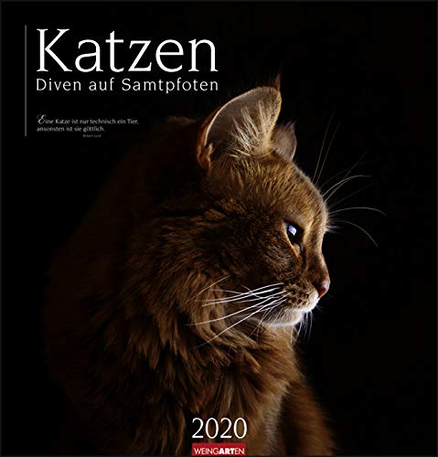 Katzen - Diven auf Samtpfoten - Kalender 2020 - Weingarten-Verlag - Wandkalender mit geheimnisvollen Aufnahmen und Zitaten - 46 cm x 48 cm von Weingarten