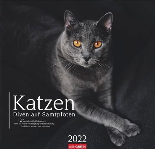Katzen - Diven auf Samtpfoten Kalender 2022 von Weingarten