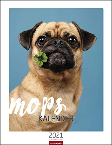 Mops - Kalender 2021 - Weingarten-Verlag - Wandkalender mit kultigen Fotos - 33,8 cm x 43,8 cm von Weingarten