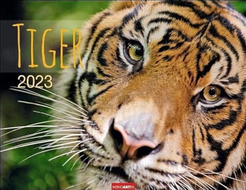 Tiger Kalender 2023. Die majestätischen Großkatzen in einem Wandkalender XXL. Hochwertiger Fotokalender mit Porträts der verschiedenen Tigerarten. von Weingarten
