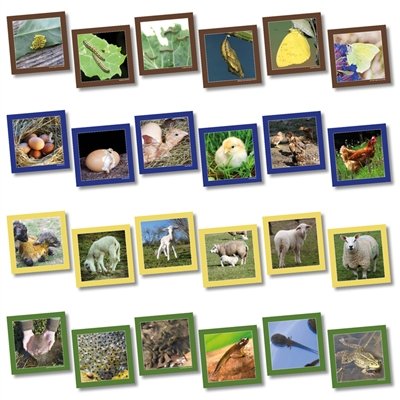 Wildgoose Education SC1108 Karten zur Abfolge der Lebenszyklen von Tieren, 13,5 x 13,5 cm (20 Stück) von Wildgoose Education