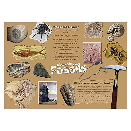 wildgoose Bildung SC1134 entdecken Fossilien Poster von Wildgoose Education