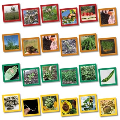 wildgoose Bildung sc1107 Pflanze Lebenszyklus SEQUENCING Karte, 13,5 cm x 13,5 cm (20 Stück) von Wildgoose Education
