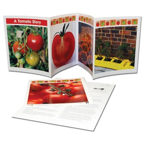 wildgoose Bildung wg4357 Leben Zyklen eine Tomate Story Bild Frieze (8 Stück) von Wildgoose Education
