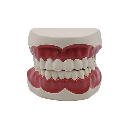 Dentals Typodont Standard Zähnemodell Für Unterrichtspraxis Demonstration FLOSSING ZEETH MODELL STANDARD LEIDERUNG von Wilgure