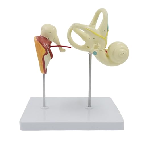 Humanohr Labyrinths Ossicle Tympanic Membran Cochlea Modell Für Anatomie Menschliches Innenohrmodell Unterrichtswerkzeug Humanohr Labyrinths Ossicle Tympanic Membran Cochlea Modell Für Anatomie Menschliches Innenohrmodell Unterrichtswerkzeug von Wilgure