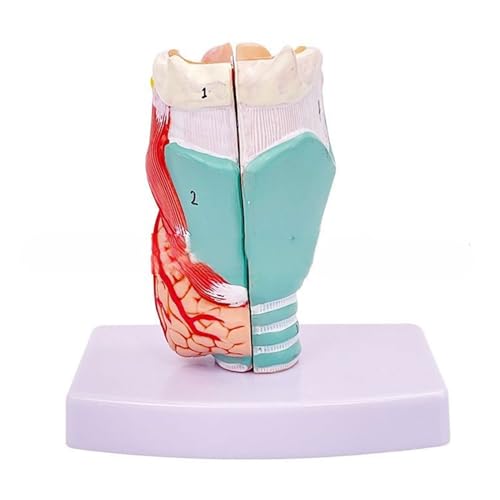 Anatomisches Modell des menschlichen Kehlkopfes für das Studium, Lehrrequisite, medizinisches Modell, Lebensgröße, menschliches Hals-Modell, Anatomie von Woedpez