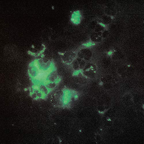 Anomalous Materials [VINYL] [Vinyl LP] von Word And Sound Medien