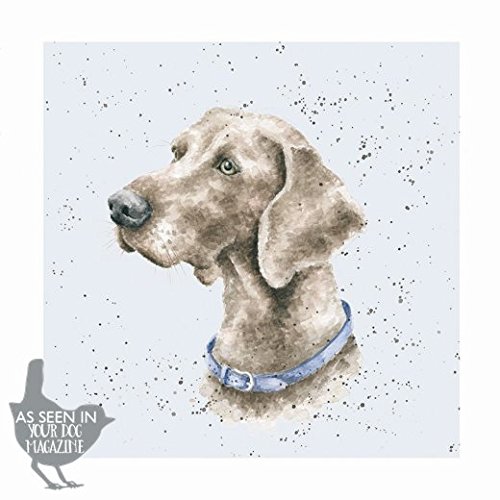 Grußkarte (wre8892) blanko/Geburtstag – Casper – aus der Serie "A dog 's life. von Wrendale Designs by Hannah Dale