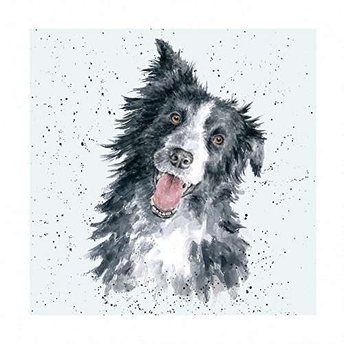 Grußkarte (wre8489) blanko/Geburtstag – Jess Border Collie – aus der Reihe 'A Dog 's Life'. von Wrendale Designs