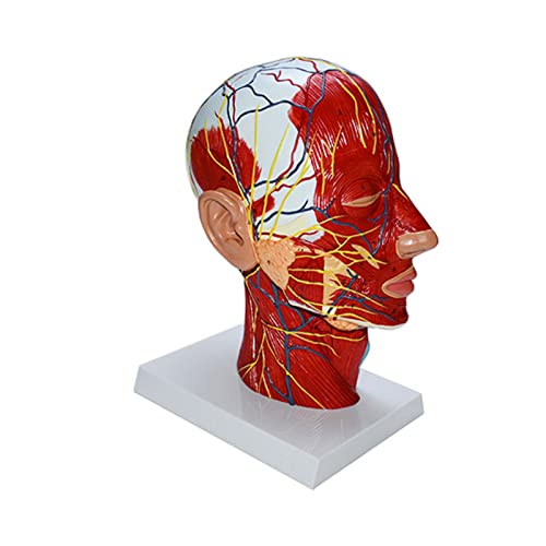 Menschliches Halbkopfmodell, neurovaskuläres Muskelmodell, menschliches Kopfmodell, Lehrhilfe für Bildung von X-Institute