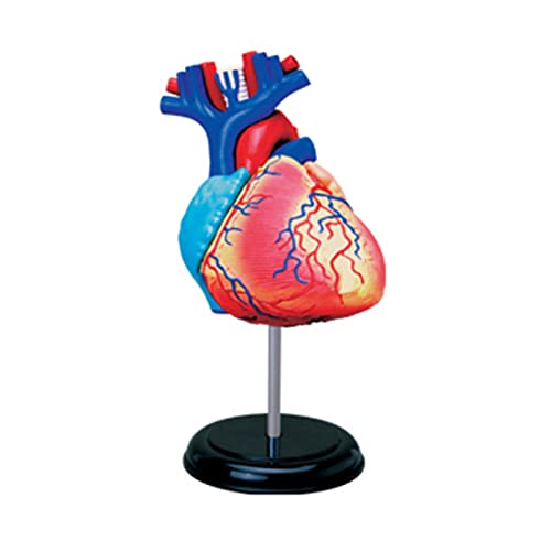 Anatomisches Herzmodell, Lebensgröße, anatomisches Modell, 2-teilig, abnehmbar, Anatomie, Herzmodell, Lernwerkzeug Anatomisches Herzmodell, Lebensgröße, anatomisches Modell, 2-teilig, abnehmbar, Anatomie, Herzmodell, Lernwerkzeug von XIAOQENAN