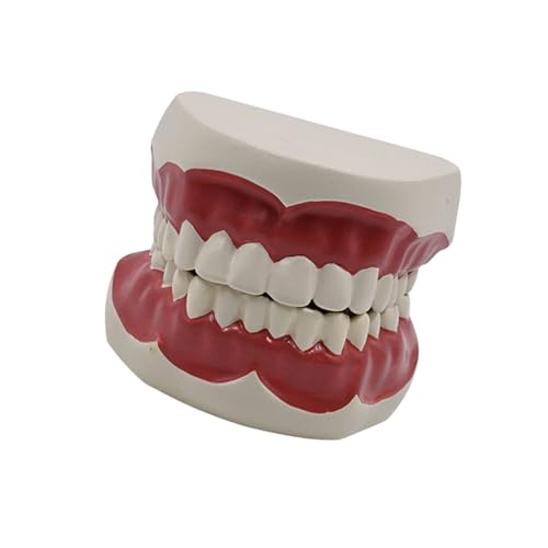 Zähnestrukturmodell Für Schüler Lernen Bildung Standard Dentals Studie Modell Erwachsener Simulationszähne Modellanzeige von XINGLIDA