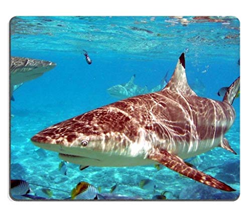 YENDOSTEEN MP1874 Wilden HaIe Ozean Predator Tiere zur Maus unterstützt abzufedern bereit, Qualität und Umweltschutz - Tuch und neopren - Mousepad Desktop - Mousepad von YENDOSTEEN