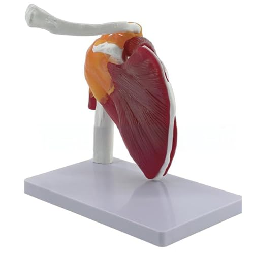 Muskel Schulter Muskulatur Training und Unterricht Display Modell Muskel Schulter Gelenkmodell Anatomisches Modell von YIZITU