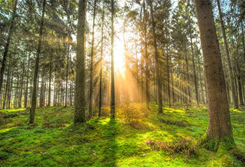 YongFoto 2,2x1,5m Vinyl Foto Hintergrund Sonnenaufgang durch Walddschungel Landschaft Gr黱es hohes Baum Gras Fotografie Hintergrund Backdrop Fotostudio Hintergr黱de Requisiten von YONGFOTO