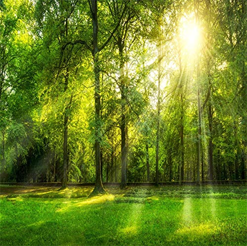YongFoto 2x2m Vinyl Foto Hintergrund Grünes Waldpanorama im Sommer Hohe Bäume Wiese Sonnenaufgang Landschaft Fotografie Hintergrund Backdrop Fotostudio Hintergründe Requisiten von YONGFOTO
