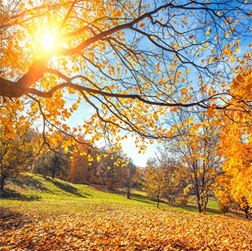 YongFoto 2x2m Vinyl Foto Hintergrund Herbst Golden verl鋝st Sonnenschein Blauen Himmel Gr黱e Wiese Natur Romantisch Grils Fotografie Hintergrund f黵 Fotoshooting Party Hochzeit Requisiten YongFoto 2x2m Vinyl Foto Hintergrund Herbst Golden verl鋝st Sonnenschein Blauen Himmel Gr黱e Wiese Natur Romantisch Grils Fotografie Hintergrund f黵 Fotoshooting Party Hochzeit Requisiten von YONGFOTO