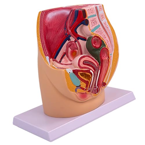 Anatomischer Weiblicher Fortpflanzungsorganmodell Für Demonstration Weibliche Beckenhöhle Anatomie Model Klassenzimmer Lehrwerkzeug Anatomischer Weiblicher Fortpflanzungsorganmodell Für Demonstration Weibliche Beckenhöhle Anatomie Model Klassenzimmer Lehrwerkzeug von YUGSHNKFC