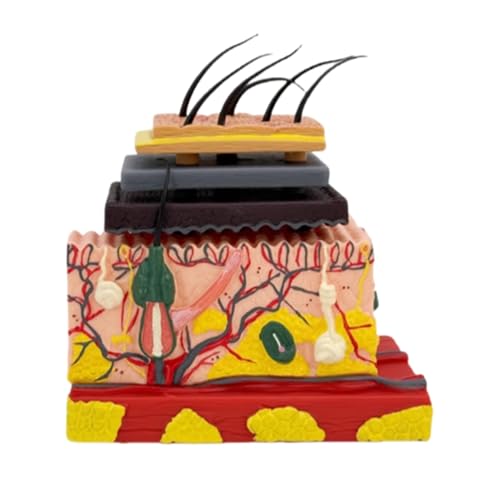 Hautmodell für menschliche Haut, anatomisches Modell mit Haar-Lehrwerkzeug für Klassenzimmer, Studium, Display, Lehrmittel, Modell Hautmodell für menschliche Haut, anatomisches Modell mit Haar-Lehrwerkzeug für Klassenzimmer, Studium, Display, Lehrmittel, Modell von YUNNIAN