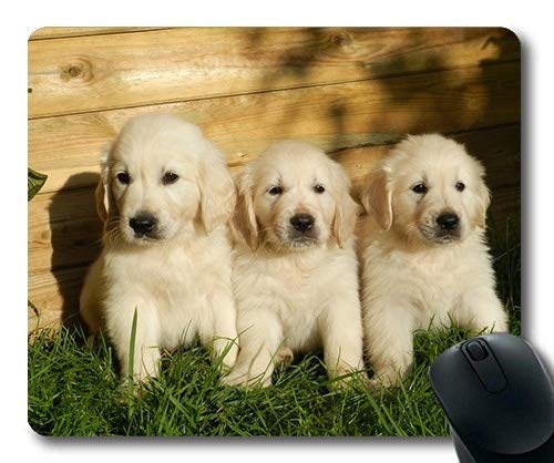 Individuelle Mousepad, süßen welpen Gaming Mouse pad, der Hund in der golden Retriever schöne Tiere Hund, Gaming Mouse pad von Yanteng