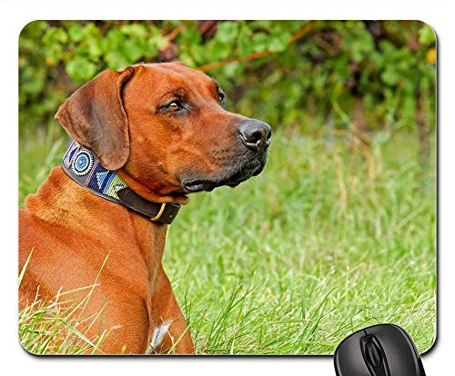 Yanteng Gaming-Mauspads, Mauspad, Rhodesian Ridgeback Dog Reinrassiger Hund Große Hündin von Yanteng