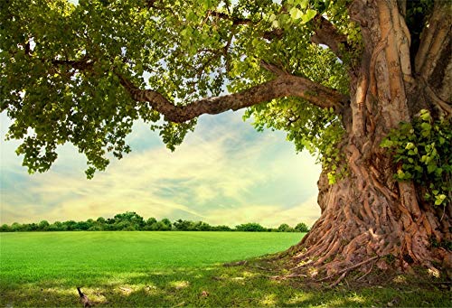 Yeele 8x6ft Spring Backdrop for Photography Spring Park Meadow Old Tree Background Outdoor Picnic Nature Scenery Kids Adult Photo Booth Shoot Vinyl Studio Props Yeele 8x6ft Spring Backdrop for Photography Spring Park Meadow Old Tree Background Outdoor Picnic Nature Scenery Kids Adult Photo Booth Shoot Vinyl Studio Props von Yeele