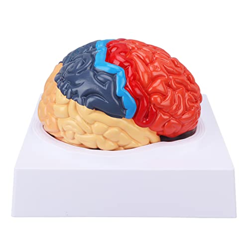 Gehirnmodell, Anatomisches Menschliches Gehirnmodell Hirnarterienfarbe Verteilt Links Rechte Gehirn Gehirnmodell, Anatomisches Menschliches Gehirnmodell Hirnarterienfarbe Verteilt Links Rechte Gehirn von ZAICOLER