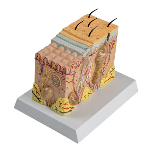 Anatomiemodell für die menschliche Haut, pädagogisches anatomisches Hautmodell für Medizinstudenten, Labor, Klassenzimmer Anatomiemodell für die menschliche Haut, pädagogisches anatomisches Hautmodell für Medizinstudenten, Labor, Klassenzimmer von ZHENNB