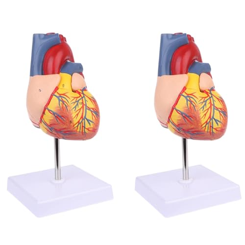 Zerlegtes anatomisches menschliches Herzmodell Anatomie Medizinisches Lehrwerkzeug von ZWTPGKRD