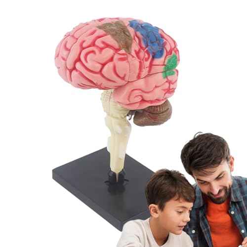 Menschliches Gehirnmodell | Anatomisches Lehrmodell Mit Display Base | Colour-Coded Artery Brain Für Wissenschaftliches Klassenzimmer, Medizinisches Studium, Bildungsausstellung Und ÐIY-Lernaktivitäte von Ziennhu