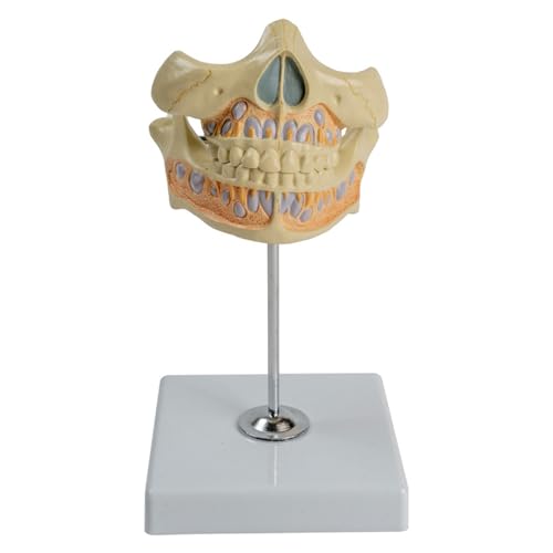 Anatomie-Modell, permanentes Zahnmodell für Krankheiten, Studie menschliche Zähne, Modell zeigt permanente Zahnfleisch Anatomie-Modell, permanentes Zahnmodell für Krankheiten, Studie menschliche Zähne, Modell zeigt permanente Zahnfleisch von Zqxnt