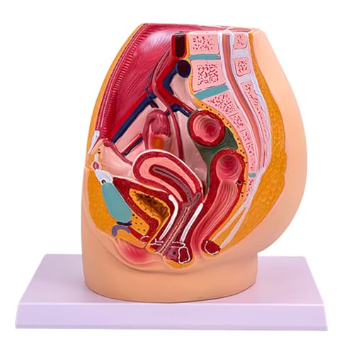 Anatomisches weibliches Becken-Hohlraummodell, realistische weibliche Fortpflanzungsorgane, Anatomie-Modell für den Unterricht in klinischen Umgebungen von Zqxnt