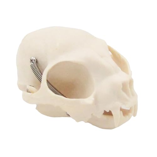 Katzenkopf-Anatomie-Modell, realistisches Katzenkopf-Skelett-Modell, Tier-Schädel, Anatomie-Modell für Bildung, Veterinärunterricht Katzenkopf-Anatomie-Modell, realistisches Katzenkopf-Skelett-Modell, Tier-Schädel, Anatomie-Modell für Bildung, Veterinärunterricht von Zqxnt