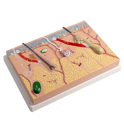 Anatomie-Modell der menschlichen Haut, anatomisches Modell, menschliche Haut, Anatomie-Modus für Wissenschaft, Klassenzimmer, Studium von ZwaitL
