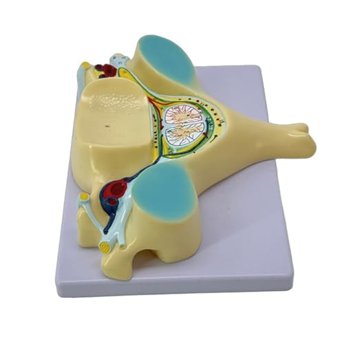 Humans Bone Model Fünfte Halswirbelsäule Modell Wirbelsäule Modell des vergrößerten 5. Halswirbels für den Unterricht von alloneslife