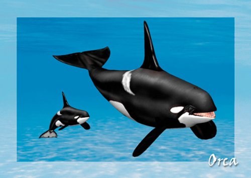 3D Postkarte Orca - Großer Schwertwal von authentic CARD